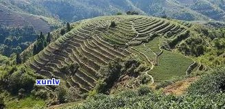 普洱茶马古道茶祖-普洱茶马古道历史