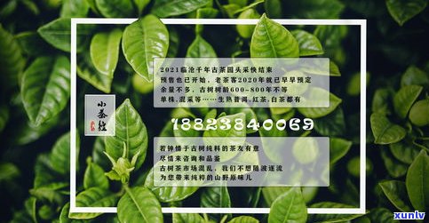 普洱茶：树还是茶类？探讨其品种归属