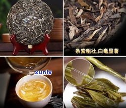 普洱茶编茶是什么茶？详解其种类、品种与 ***  *** 