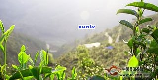 临沧普洱茶古树茶价格表及图片全览：云南临沧古树普洱茶行情