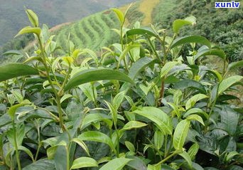 云南临沧古树茶：价格、介绍与茶王全解析