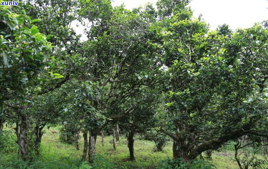 临沧普洱茶古树茶-临沧普洱茶古树茶价格表