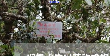 临沧普洱茶古树茶-临沧普洱茶古树茶价格表