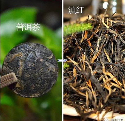 滇红普洱茶与黑茶-滇红普洱茶与黑茶的区别