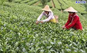 云南普洱台地茶何时大规模种植更佳？探讨其能否越陈越香