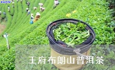 普洱茶熟茶布朗王-普洱茶熟茶布朗王是什么茶