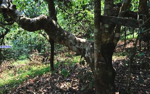 裕岭一有机千年古树茶：探索普洱茶的魅力与历史