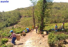 普洱凤凰山普洱茶-普洱凤凰山的普洱茶怎么样