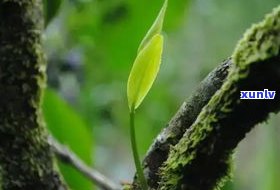 普洱茶紫芽是哪个档次的？古树紫芽茶功效与价格全解析