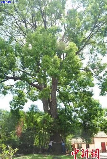 普洱茶的古树树龄是几百年：深度解析与实证研究