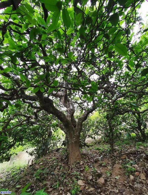 100树龄普洱茶-100年的普洱茶树有多粗