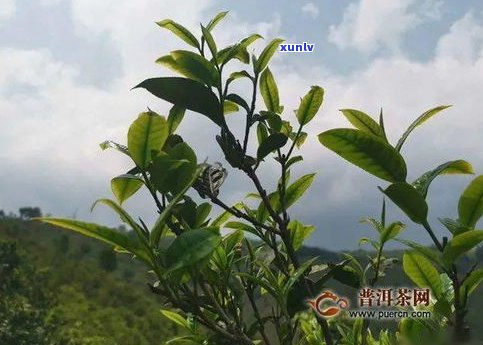 江门雨林普洱茶-江门雨林普洱茶价格表