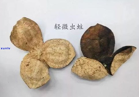 普洱茶虫：蛀虫影响及饮用安全解析