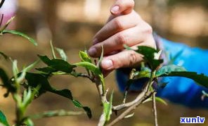 墨西哥茶文化：种植、差异与习俗