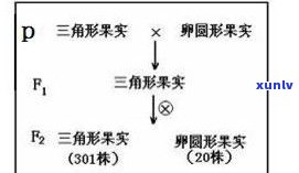 普洱茶为什么助消化？探究其消食原理与效果