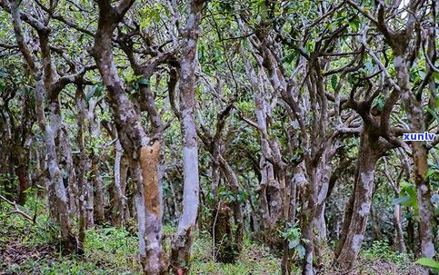 古树普洱熟茶多少钱一斤？最新价格行情与购买指南