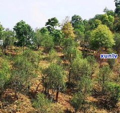 探索普洱古树茶村：揭秘古树茶园、茶山及全市丰富资源，寻找最纯正的普洱古树茶