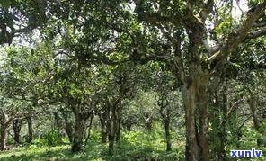 探索普洱古树茶村：揭秘古树茶园、茶山及全市丰富资源，寻找最纯正的普洱古树茶