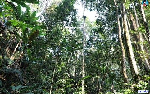 探索普洱古树茶村：揭秘古树茶园、茶山及全市丰富资源，寻找最纯正的普洱古树茶