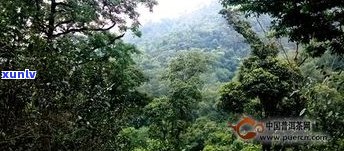 探索普洱古树茶村：揭秘古树茶园、茶山及全市丰富资源，寻找最纯正的普洱古树茶