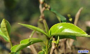 巴达山普洱茶特点古树茶：揭秘其产区特性与熟普魅力