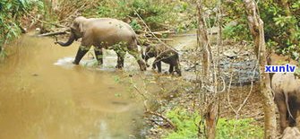 云南马鹿山茶：特点、种植与普洱茶介绍