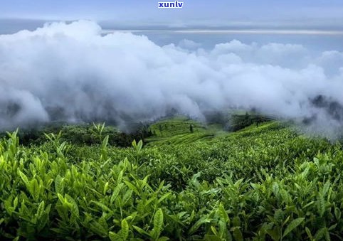 普洱茶的两大产区-普洱茶的两大产区是哪里