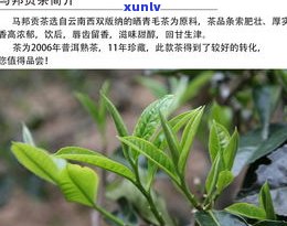 血红色樟香普洱茶-普洱茶樟香是什么香