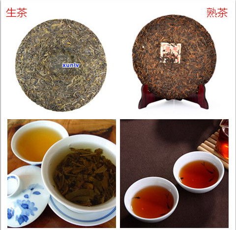 买普洱茶全都是梗茶吗？原因解析与普洱茶区别