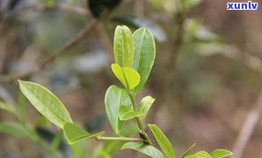 莽枝古树普洱茶：特点、价格与图片全面解析