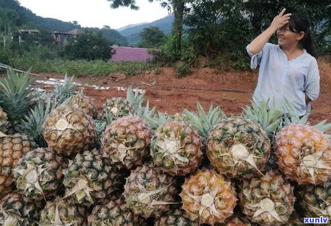 百花潭普洱茶介绍：口感、生普古树与特点全解析，附2019年图片