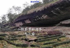 为什么三坑两涧的茶叶特别受大家喜爱？详解其产地及所产茶叶品种特性