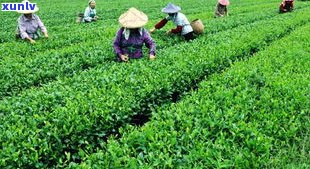 洪湖茶叶：从种植到销售的全过程探究