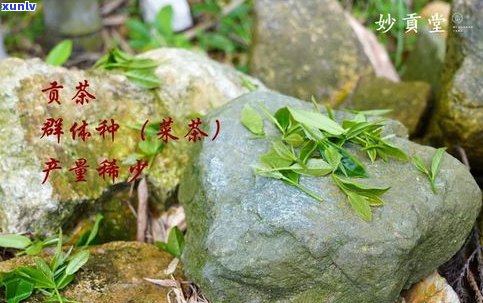 普陀山产什么茶？了解当地名优茶叶品种与产量！