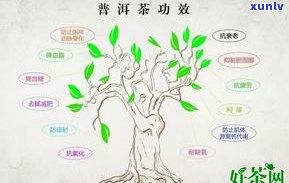 普洱茶三大基因库揭秘：三种独特茶叶品种及其产区介绍