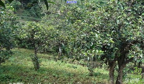 临沧大丙山茶：探寻云县大丙山古树茶的特别口感与云南大丙山的茶文化