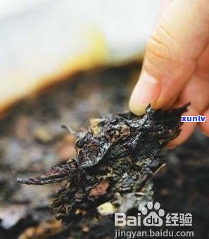 陈普洱茶的功效、作用及禁忌全解析