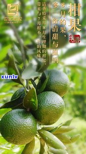 沁韵小青柑普洱茶-沁芳茗园小青柑