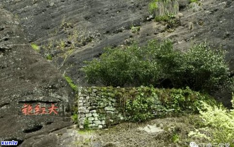 三棵树茶叶：价格、武夷山产地、茶园与茶楼全解析