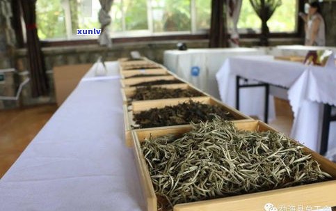 勐海普盛茶业规模大揭秘：从茶园到茶庄，全方位解析