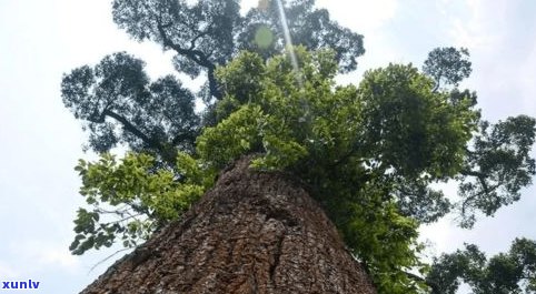 易武天门山普洱茶价格及特点全解析，包括古树茶与高杆茶的价格比较