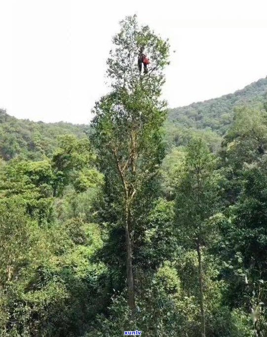 易武天门山古树茶价格及特点全解析