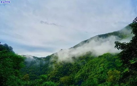 易武天门山普洱茶-易武天门山普洱茶价格