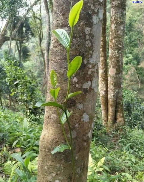 易武天门山普洱茶-易武天门山普洱茶价格