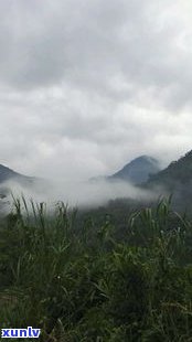 易武天门山普洱茶-易武天门山普洱茶价格