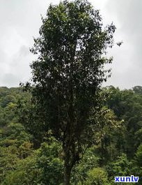 易武天门山普洱茶-易武天门山普洱茶价格