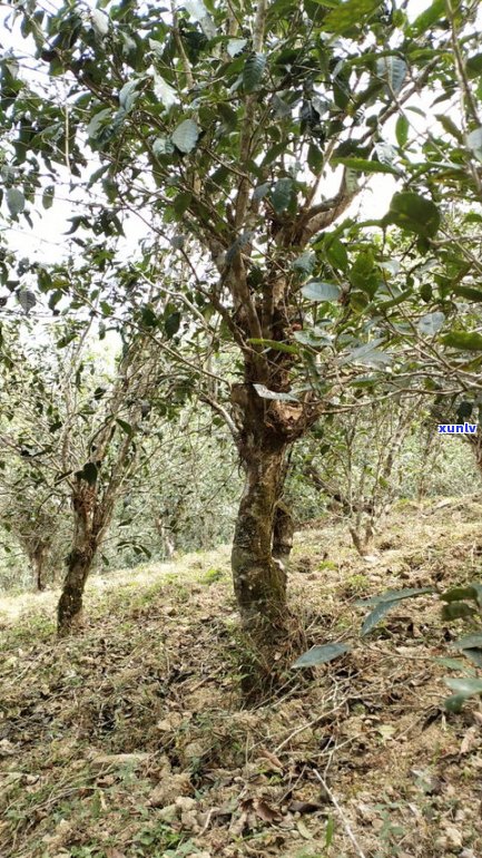 怎么看古树普洱茶的好坏？教你怎样鉴别其品质优劣