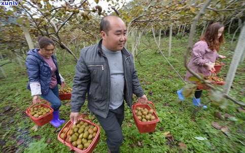 普洱茶挑采含义及采摘标准全解析