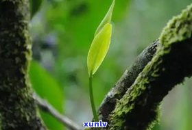 普洱茶里有古树芽：是何种类别的茶叶？