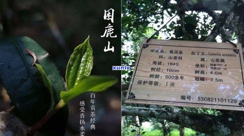 帕真古树茶价格表：云南帕真古树茶口感特点及价格一览